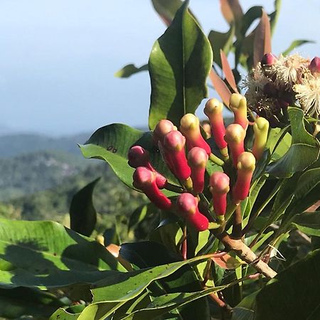 Munduk Clove Ngoại thất bức ảnh