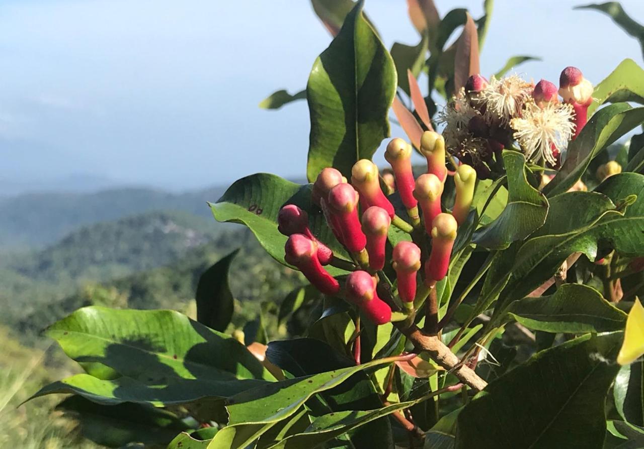 Munduk Clove Ngoại thất bức ảnh